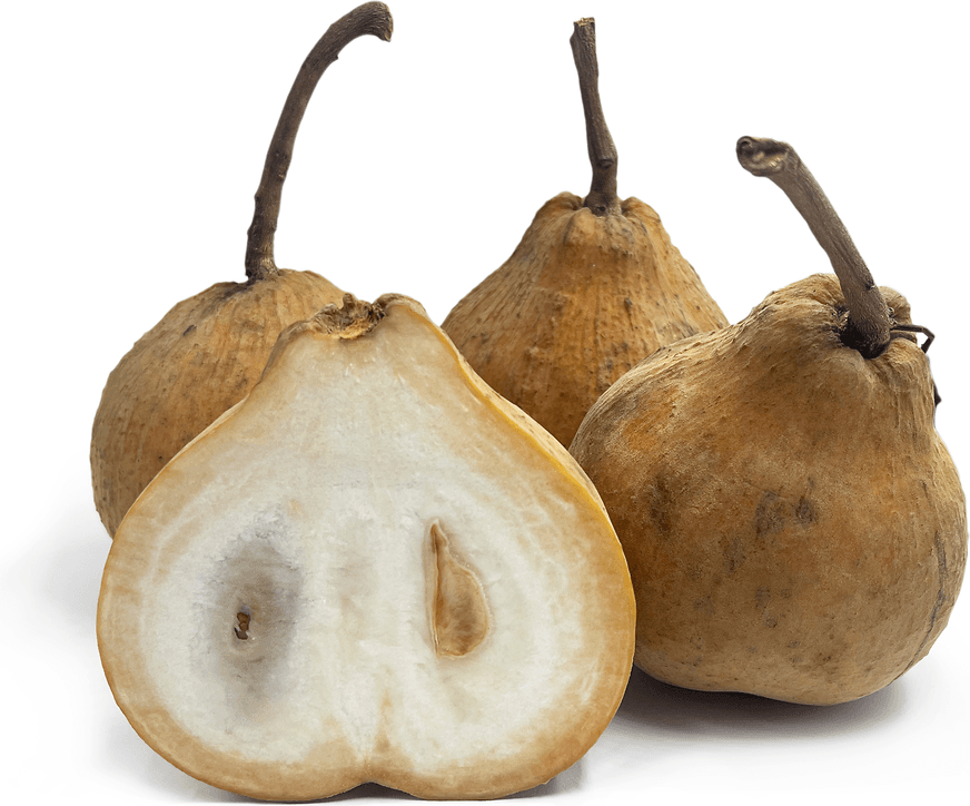 Fresh Santol Fruit (2 pcs) - ภาพที่ 1